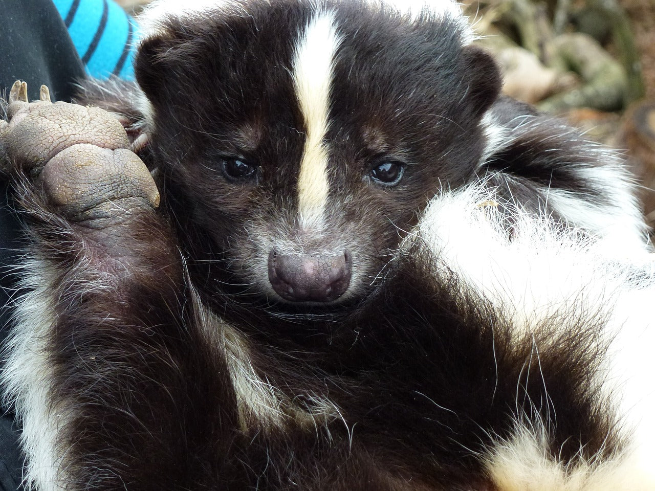 image of a skunk