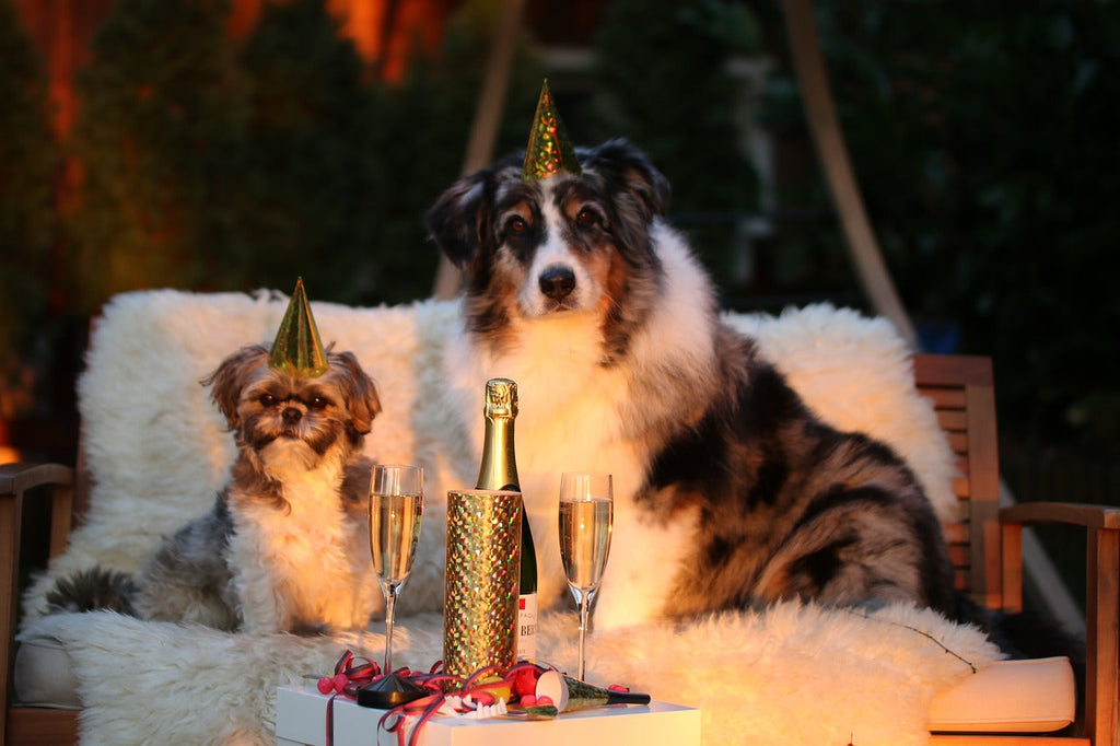 Celebrating New Year’s Eve: Ringing in 2025 with Your Dog!