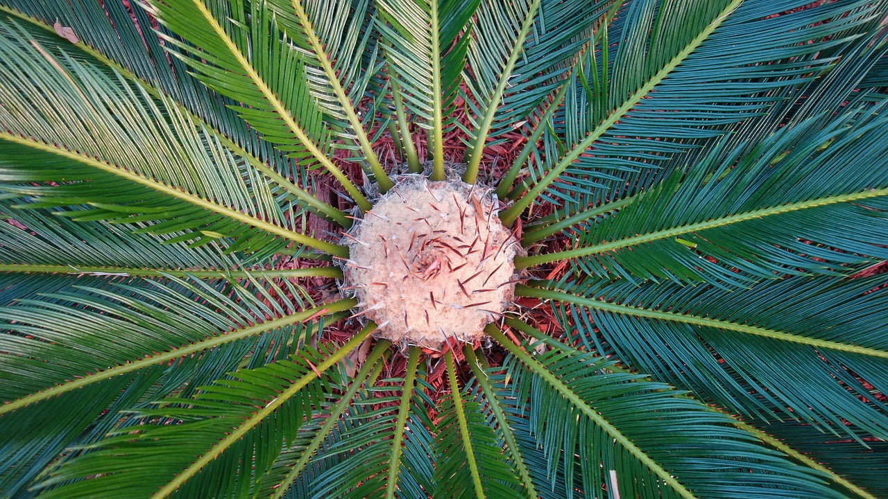 sago palm