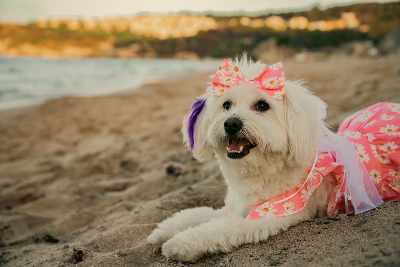 Celebrating Dress Up Your Pet Day: Fun and Fashion for Your Furry Friend!