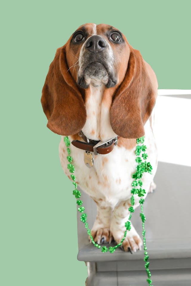Celebrating St. Patrick’s Day: Lucky Fun with Your Dog!