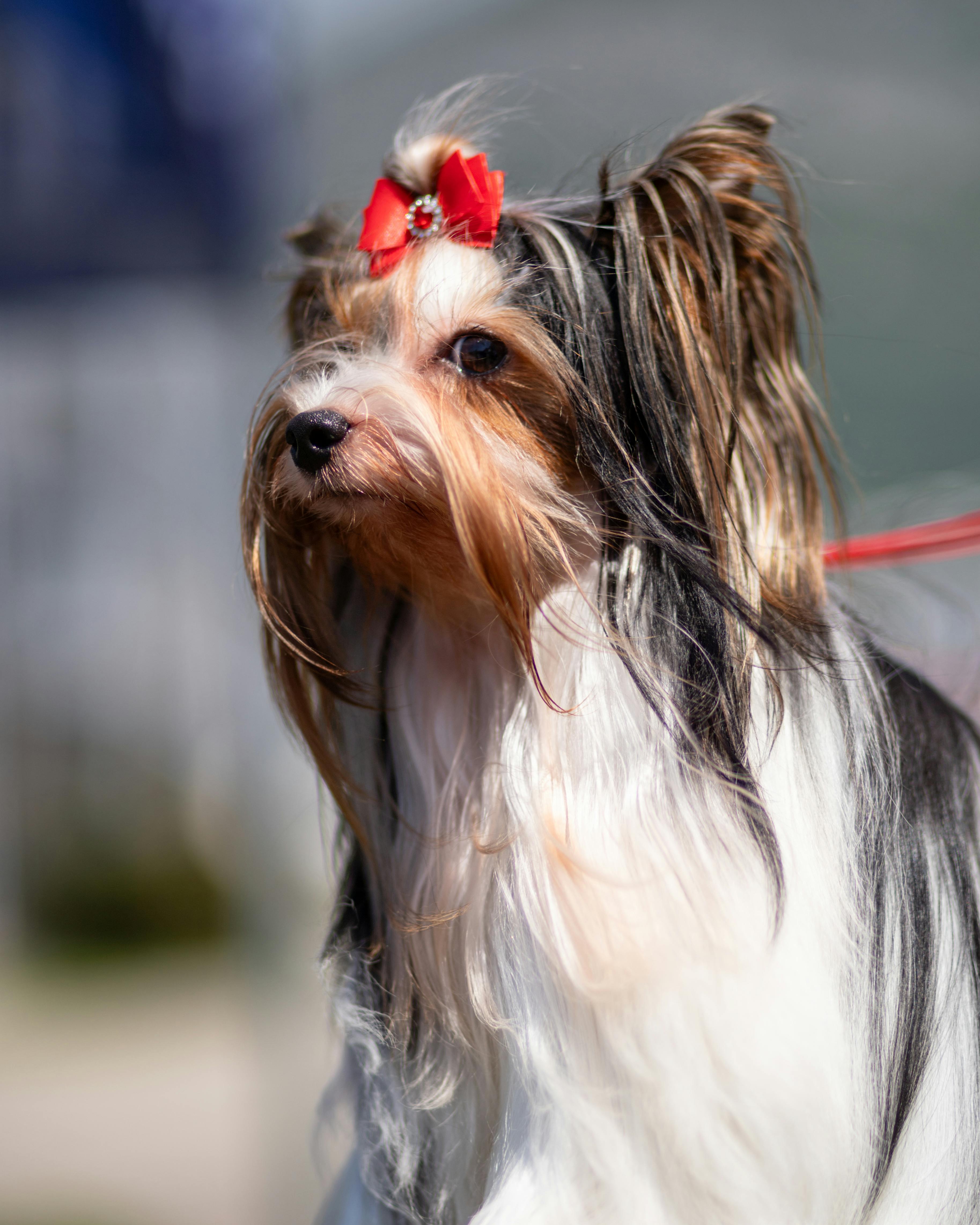 small dog with flowing hair with shiny red bow in her hair