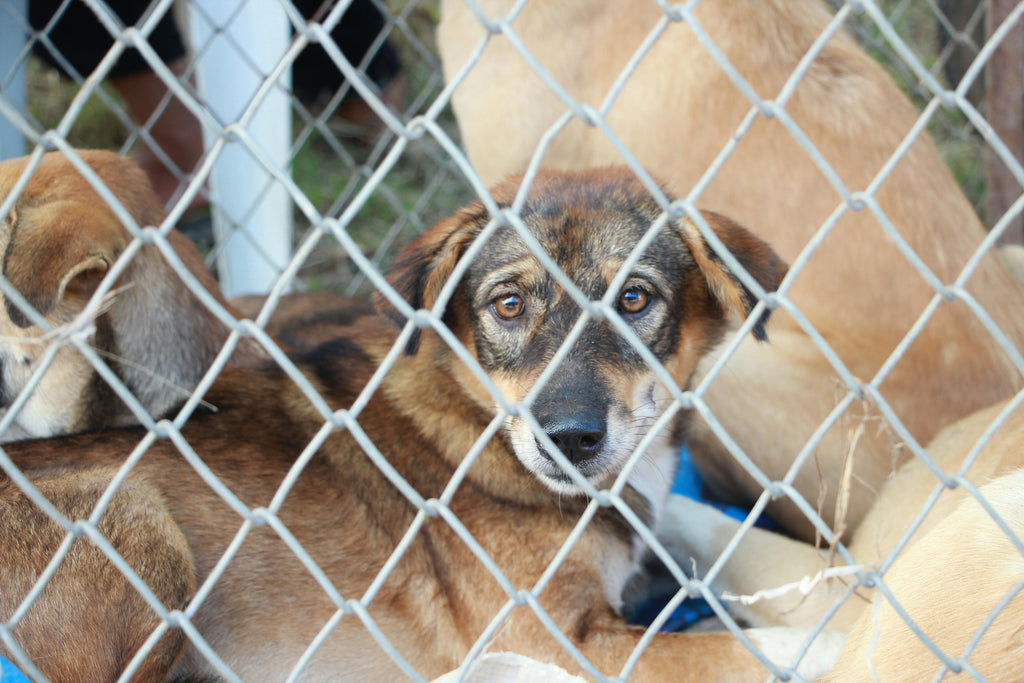 Celebrating Adopt a Shelter Pet Day: Give a Dog a Forever Home!