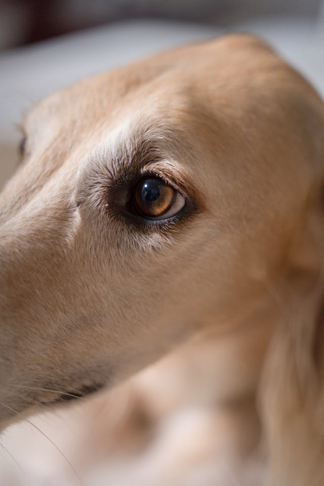 January is Glaucoma Awareness Month: Understanding Canine Glaucoma and How to Protect Your Dog's Vision