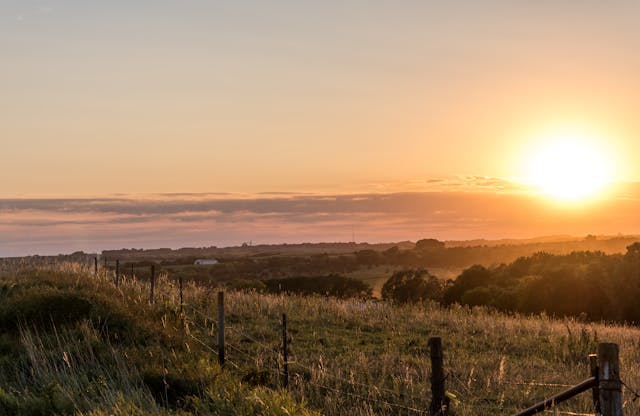 Celebrating Nebraska Day: Exploring the Cornhusker State with Your Dog!