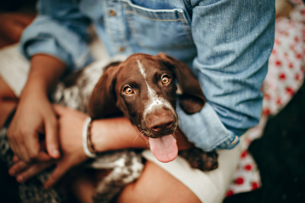 Celebrating Valentine’s Day: Sharing the Love with Your Dog