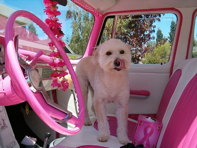 dog in a pink car for breast cancer awareness