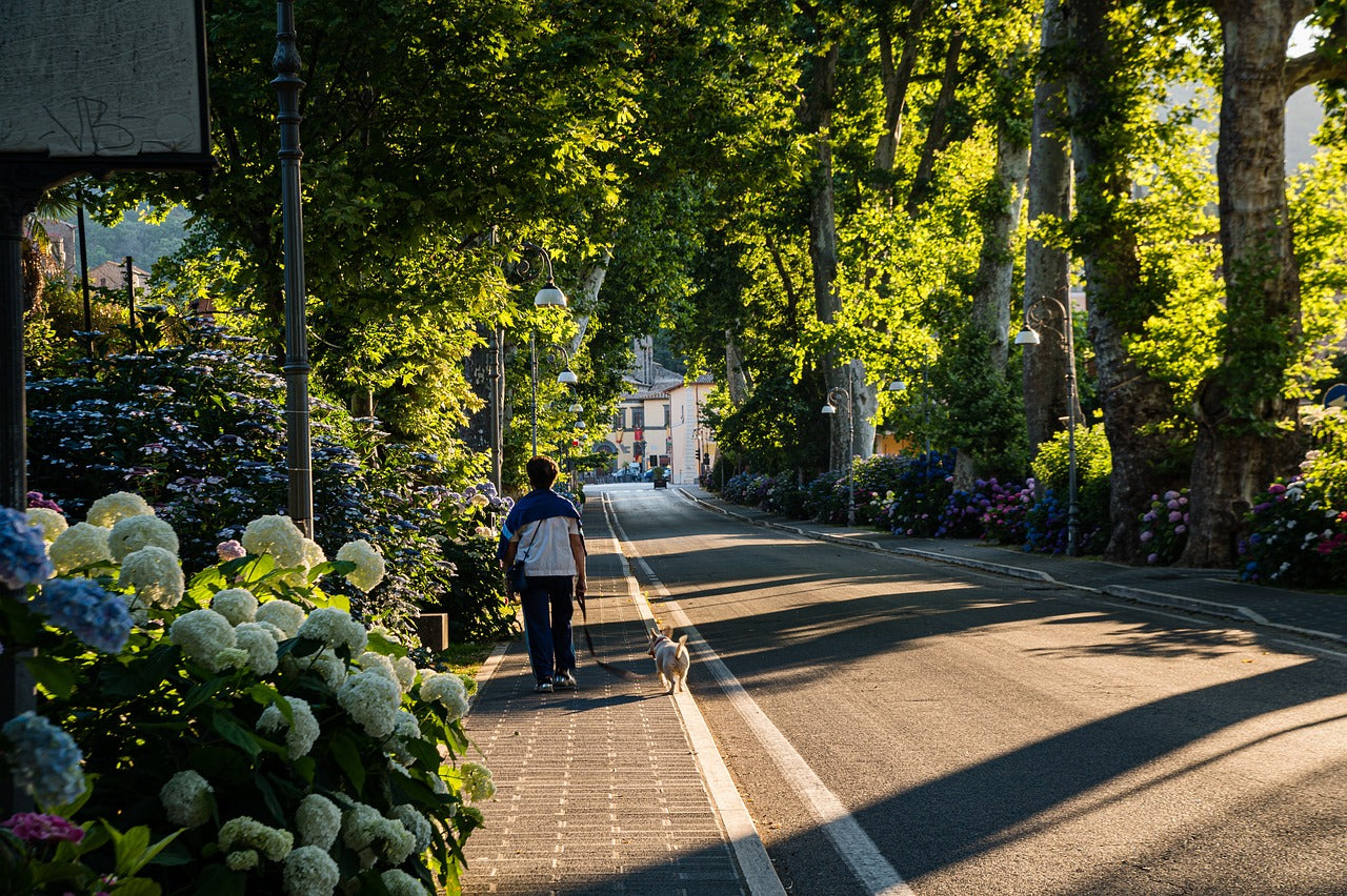 person walking their dog down a street lined with trees and hydrangeas