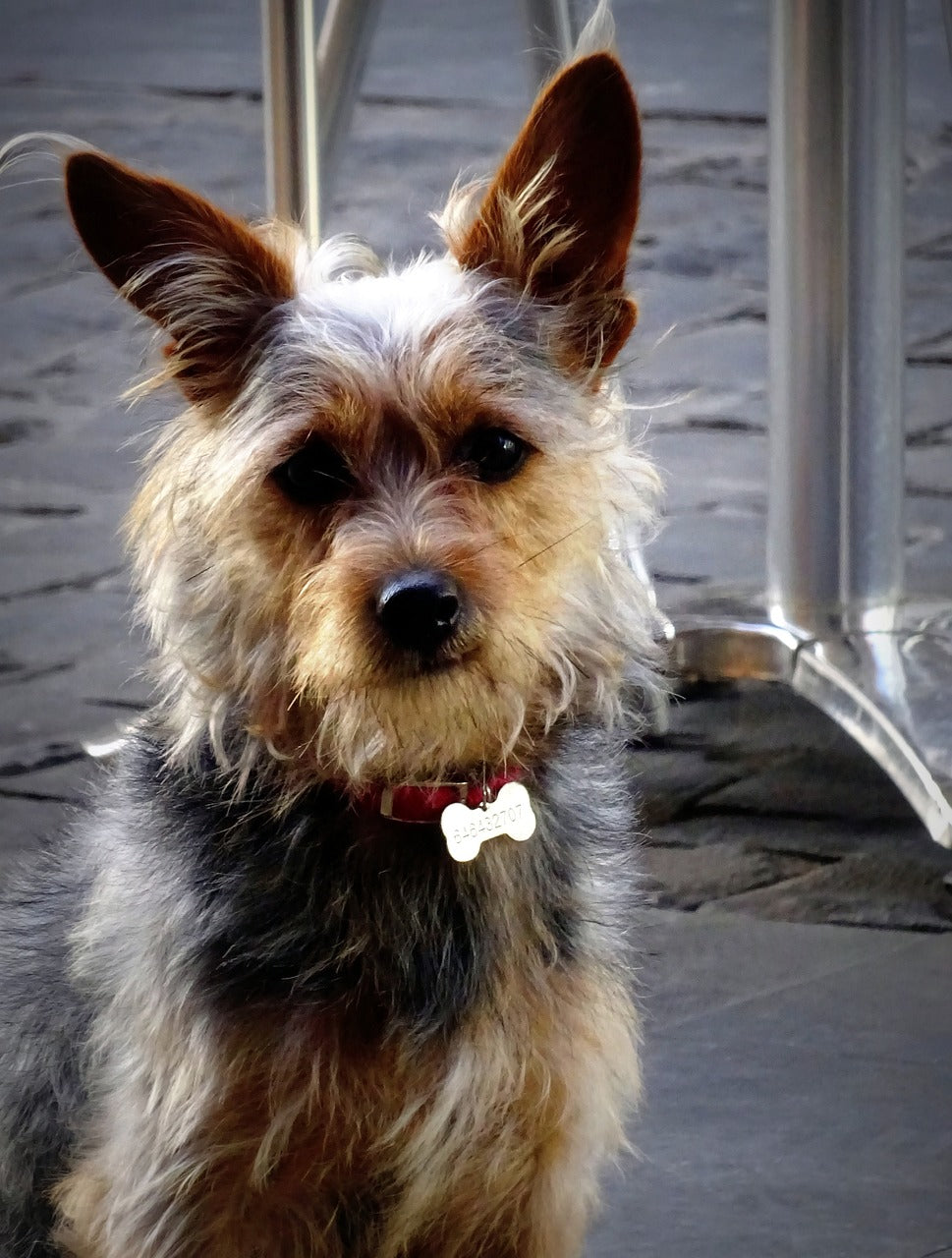 small dog with a clearly visible ID tag