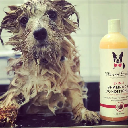 Dog with wet fur next to a bottle of Warren Lund 2-in-1 Shampoo & Conditioner.