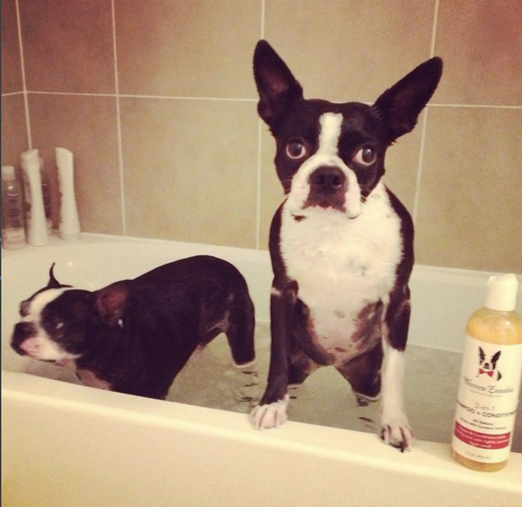 Dog standing in a bathtub with a reflection and a bottle of shampoo on the edge.