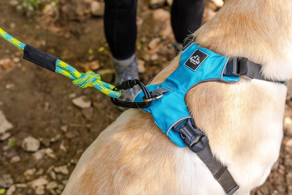 Alpine (Green) 10MM Kernmantle Rope Dog Leash - AlphaPak with dog