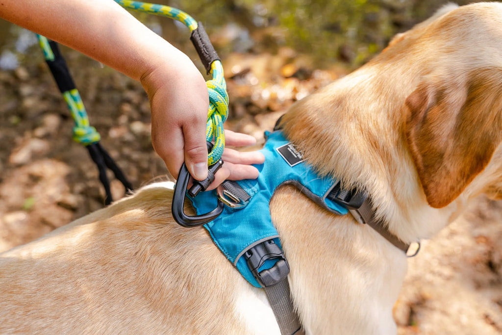 Alpine (Green) 10MM Kernmantle Rope Dog Leash - AlphaPak showing carabiner