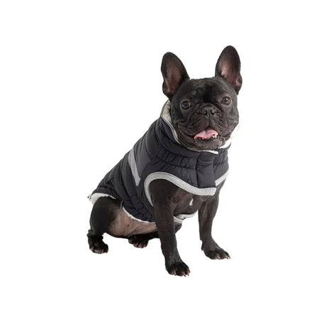 Dog wearing a gray winter coat on a white background