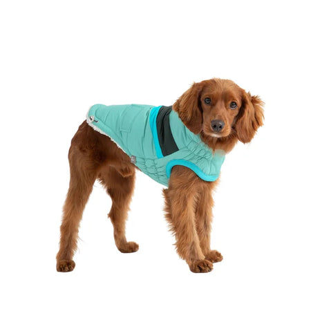 Dog wearing a teal quilted jacket on a white background