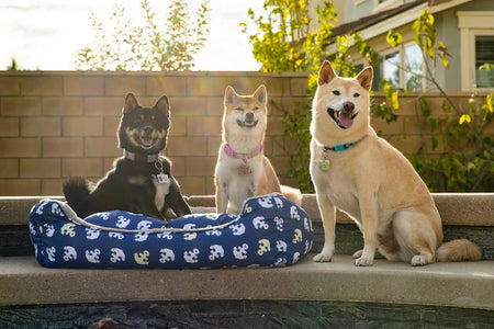 Anchors Away Pet Bed for Dogs - Petique 4