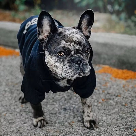 Blue Dog Face Hoodie - Cozy & Stylish for Small Breeds
