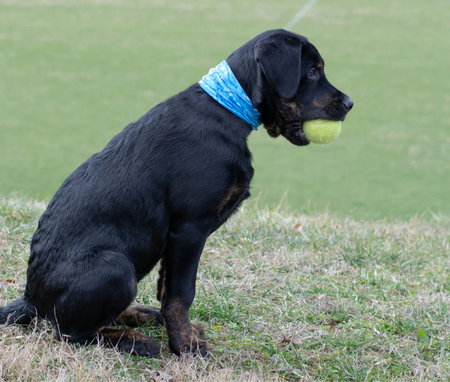 Blue Water Scruff for Dogs - Pup Scruffs on dog