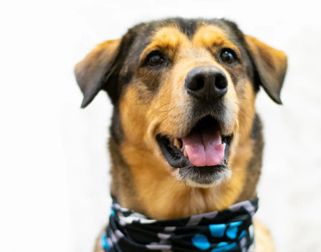 Bone Dogger Scruff for Dogs - Pup Scruffs on dog