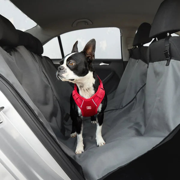 Dog wearing a red harness sitting on a car seat cover in a vehicle.