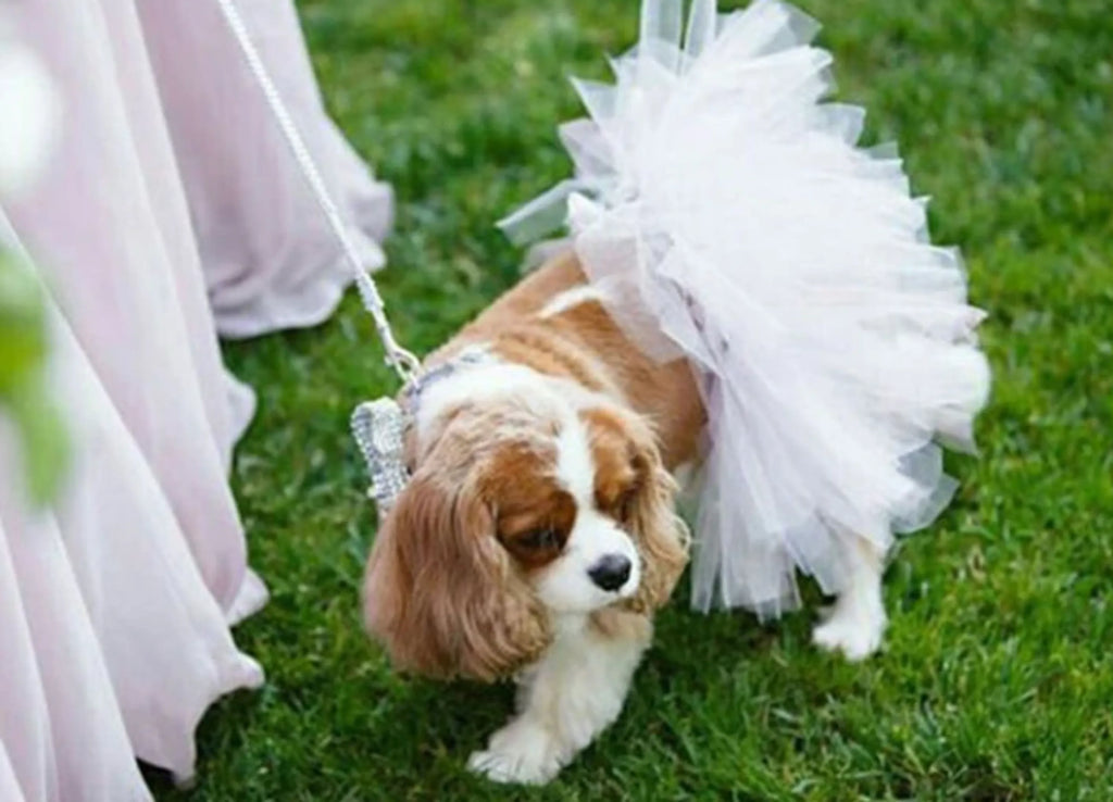 Bridal Tutu Skirt for Dogs - Tutu Joli on dog 1