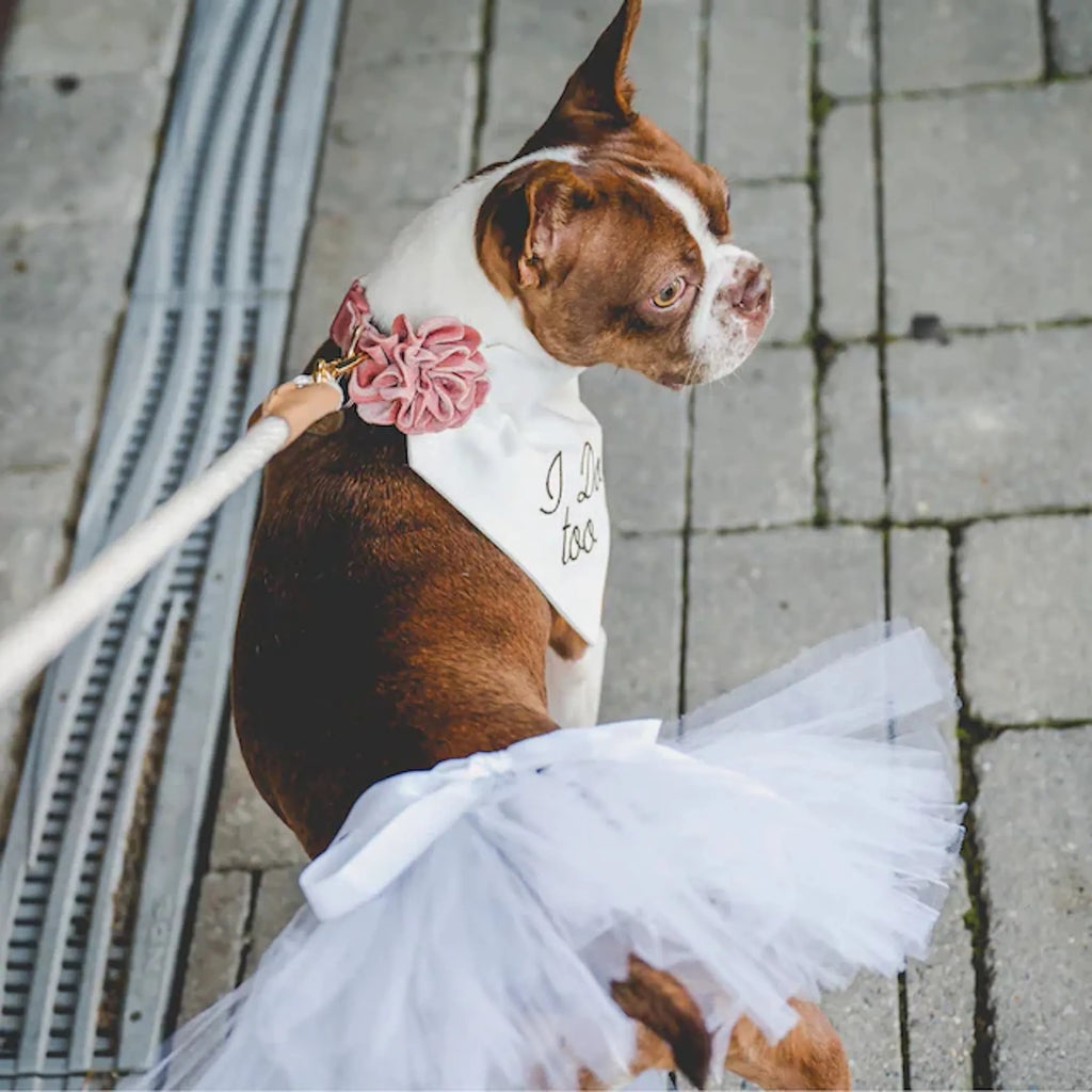 Bridal Tutu Skirt for Dogs - Tutu Joli on dog 2