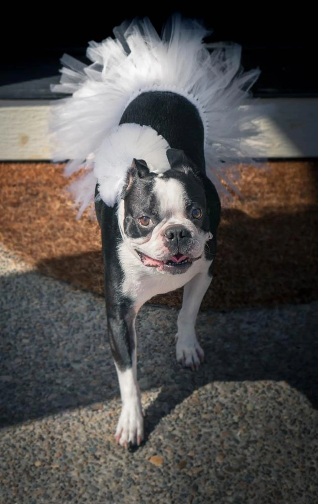 Bridal Tutu Skirt for Dogs - Tutu Joli on dog 3