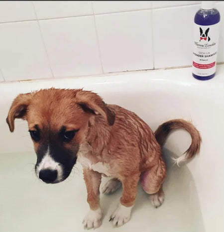Dog sitting in a bathtub with a bottle of shampoo in the background