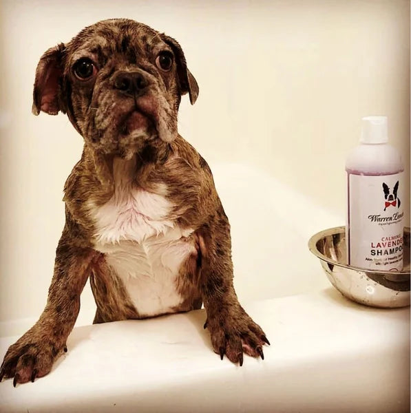 Puppy sitting next to a bottle of Warren Lavington Calming Lavender Shampoo on a white background