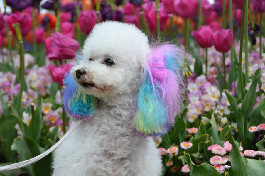 Small dog with colorful wig standing in a field of flowers