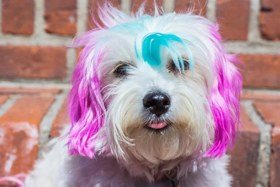Dog with colorful wig sitting on a brick surface