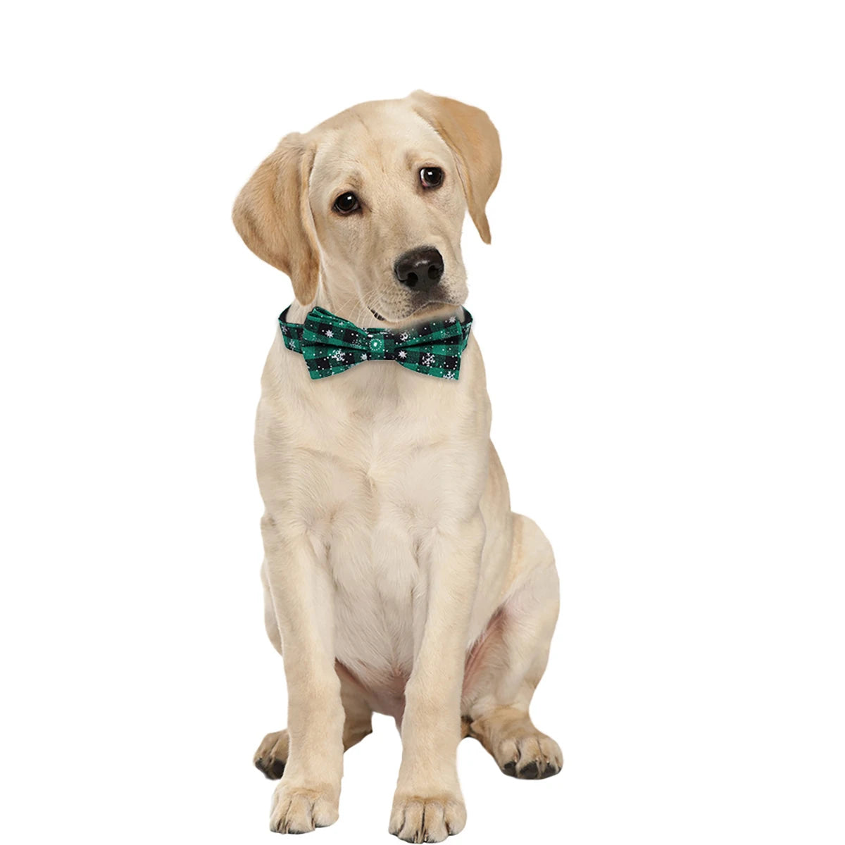 Christmas_Dog_Collar_with_Bow_Tie_dog_wearing_green