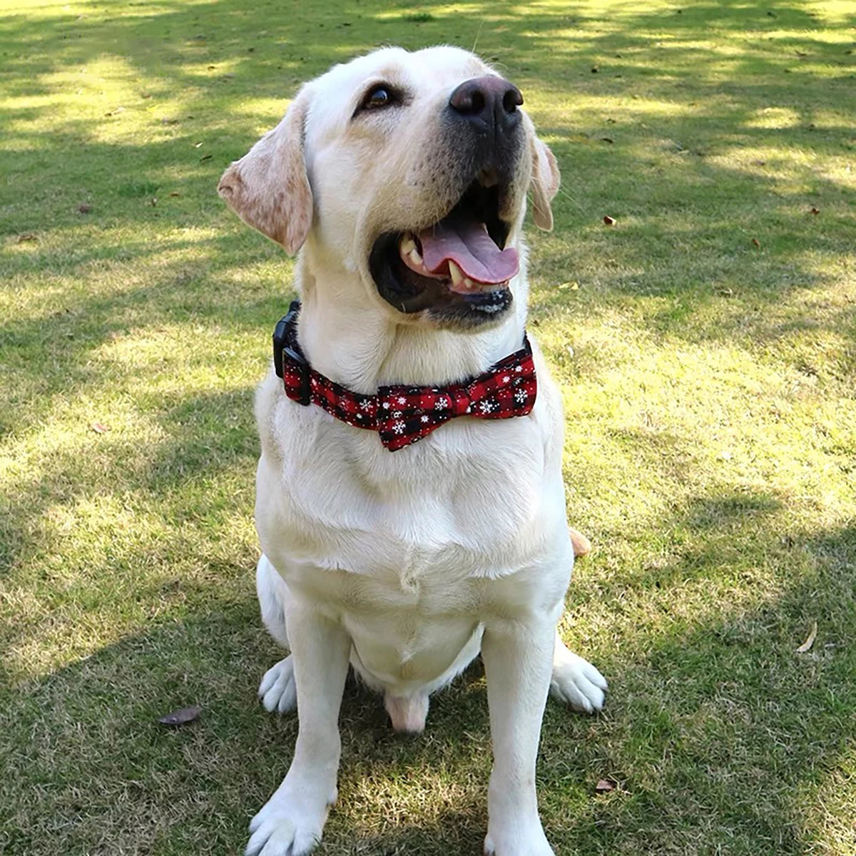 Christmas_Dog_Collar_with_Bow_Tie_dog_wearing_red