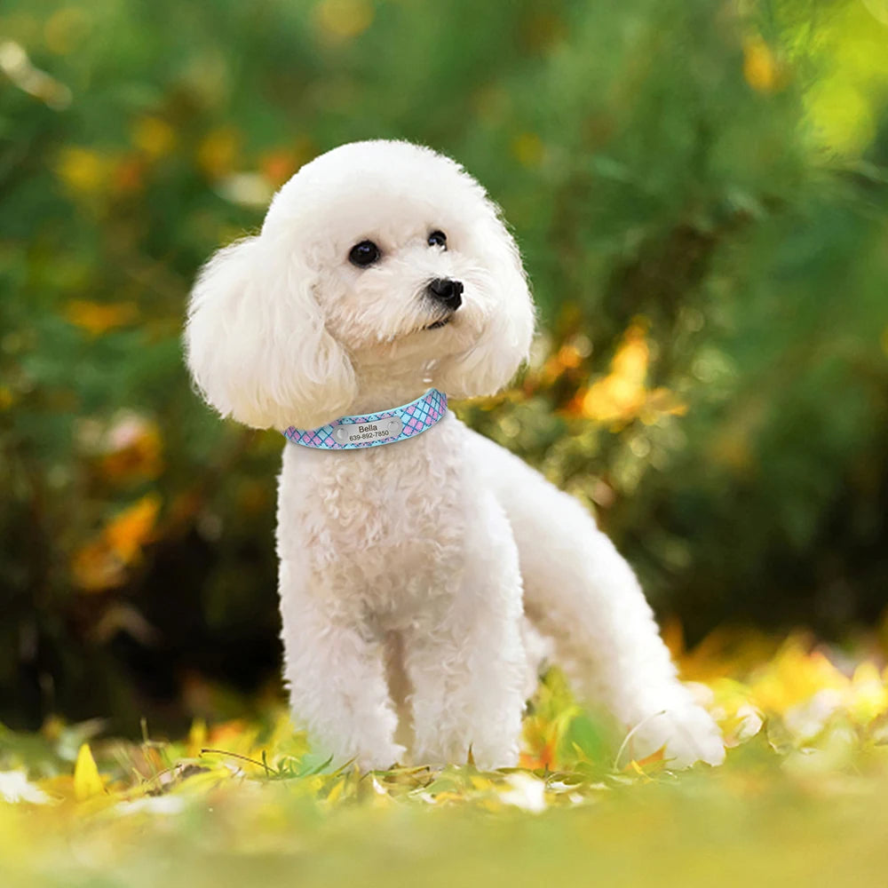 Customized_Leather_Plaid_Dog_Collar_poodle_wearing_blue