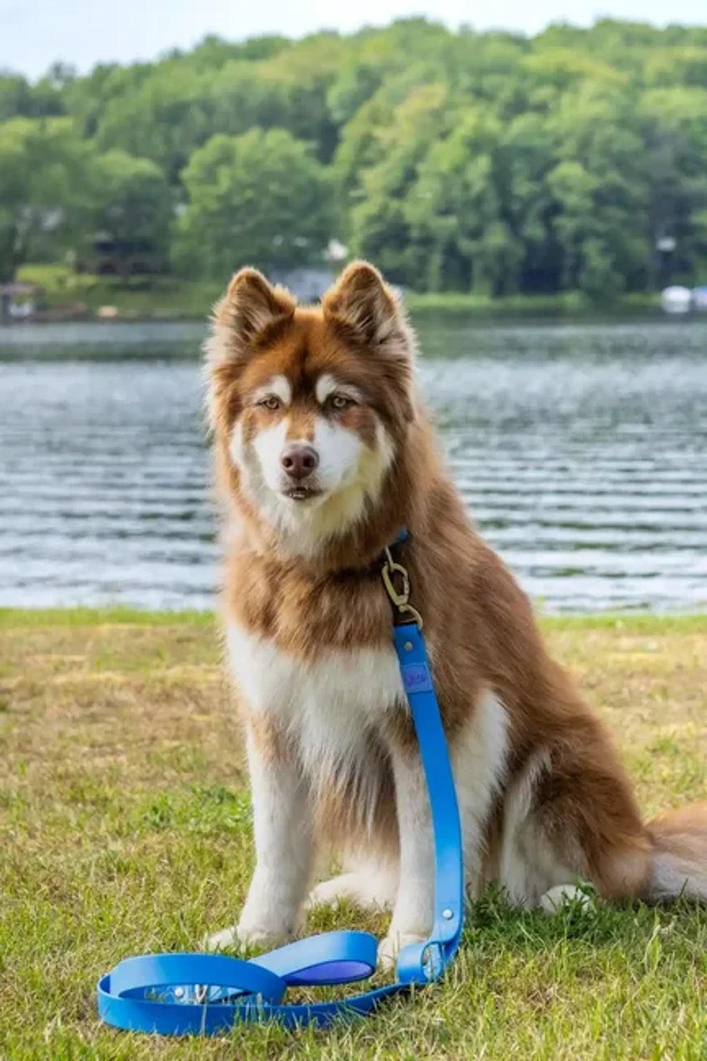 Dockside Adventures Waterproof Dog Leash - Aria the Fox with dog
