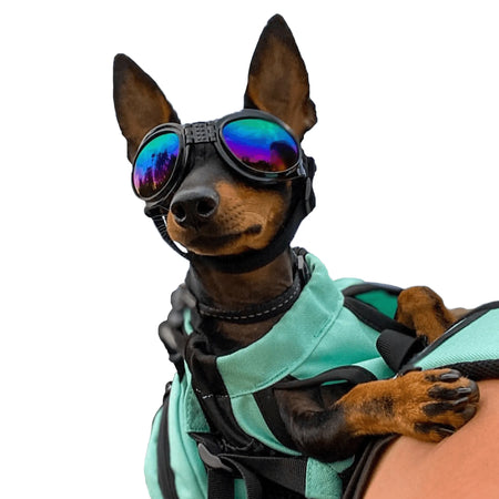 Dog Goggles - K9 Sport Sack black on dog
