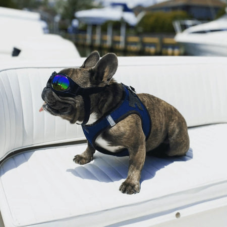 Dog Goggles - K9 Sport Sack black on dog on boat