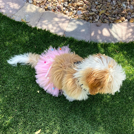 Dog Tutu Skirt in Pink Pom Pom Design - Tutu Joli  on dog