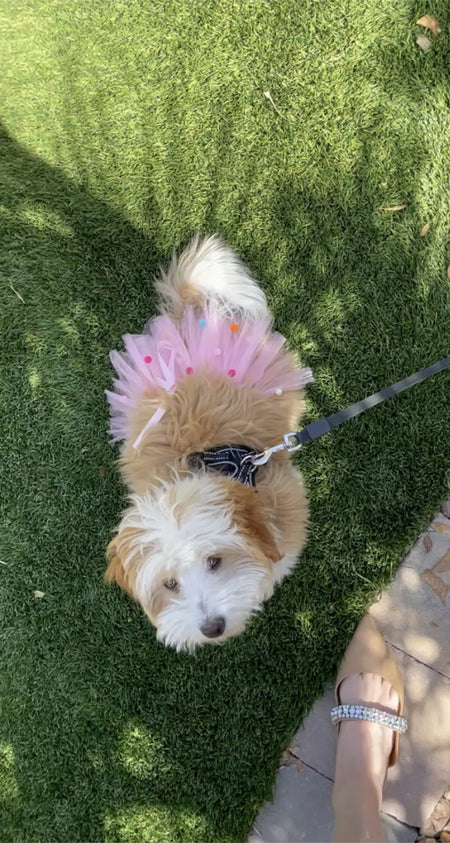 Dog Tutu Skirt in Pink Pom Pom Design - Tutu Joli  on dog 2