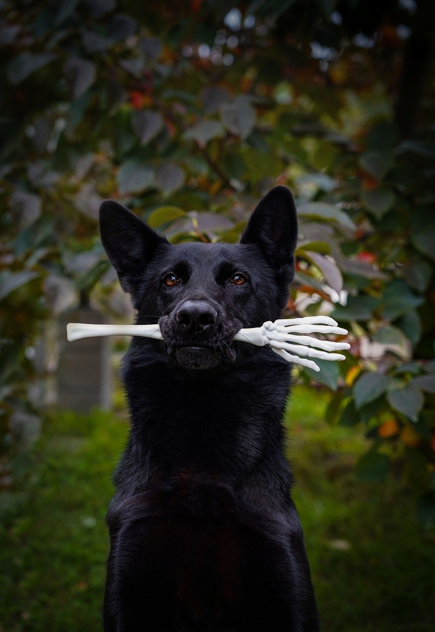 Dog holding skeletal hand