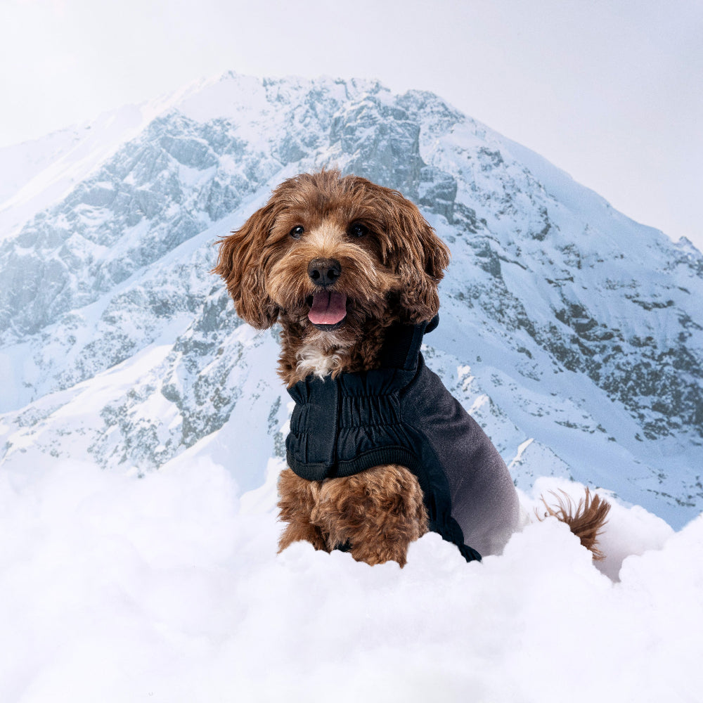Dog in a sweater sitting in the snow with a mountain in the background