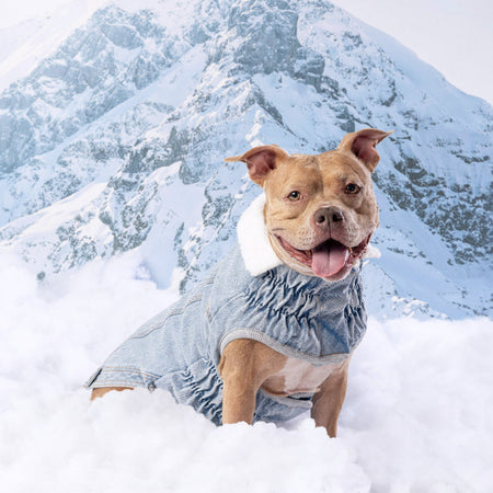 Dog in a sweater standing in the snow with mountains in the background
