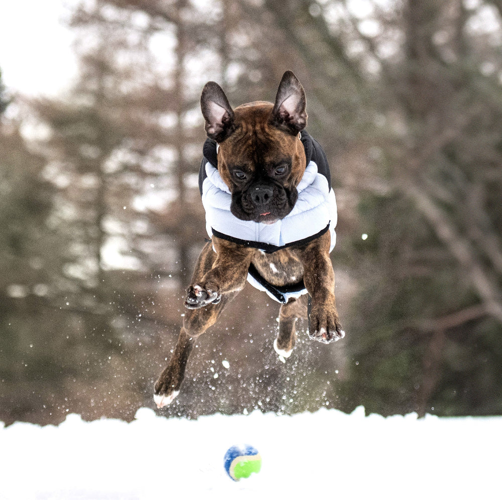 Dog in a winter coat jumping in the snow with trees in the background