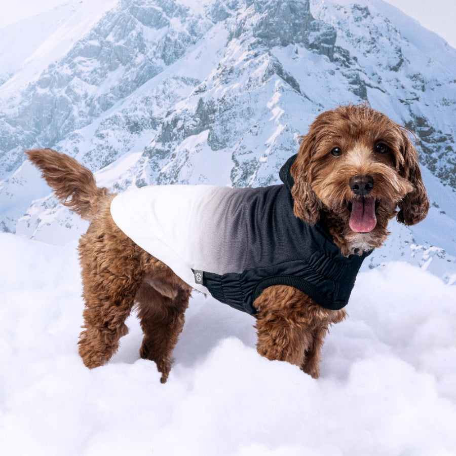 Dog wearing a black and gray jacket standing in the snow with mountains in the background