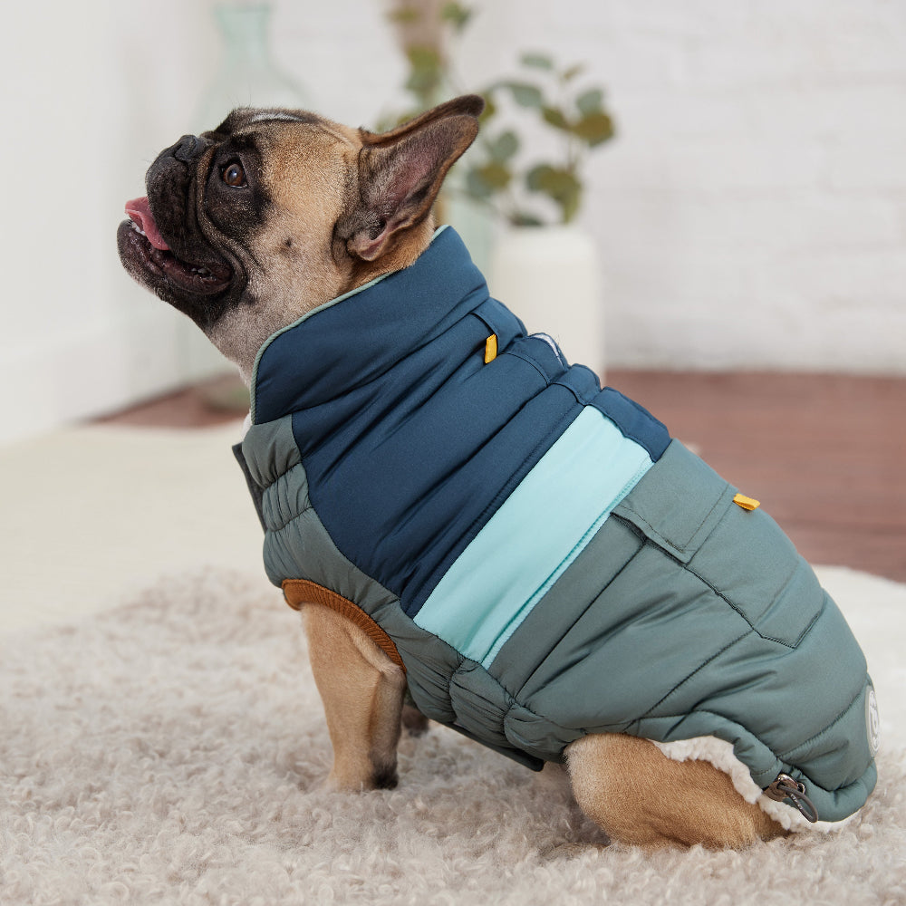 Dog wearing a blue and green puffer coat on a light background