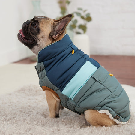 Dog wearing a blue and green puffer coat on a light background
