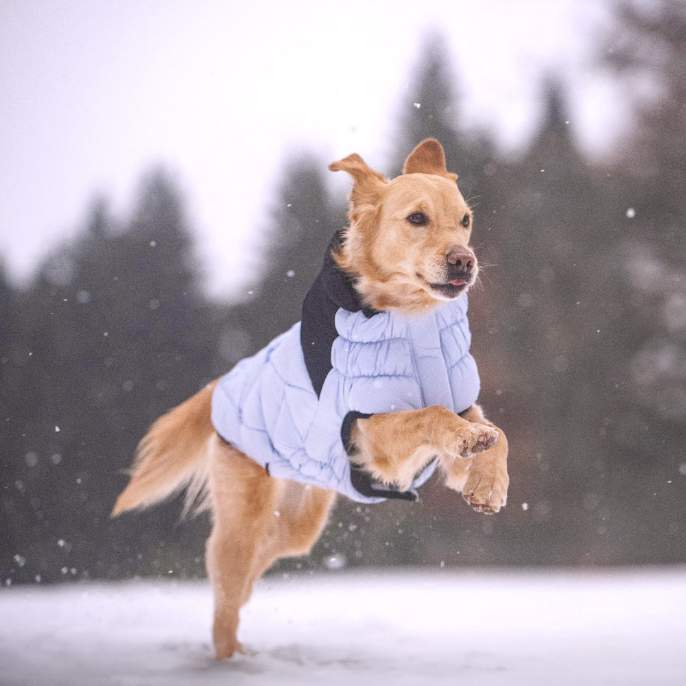 Dog wearing a blue winter coat running in the snow with trees in the background