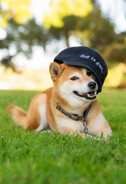 Dog wearing a cap with 'dog is good' text, lying on grass
