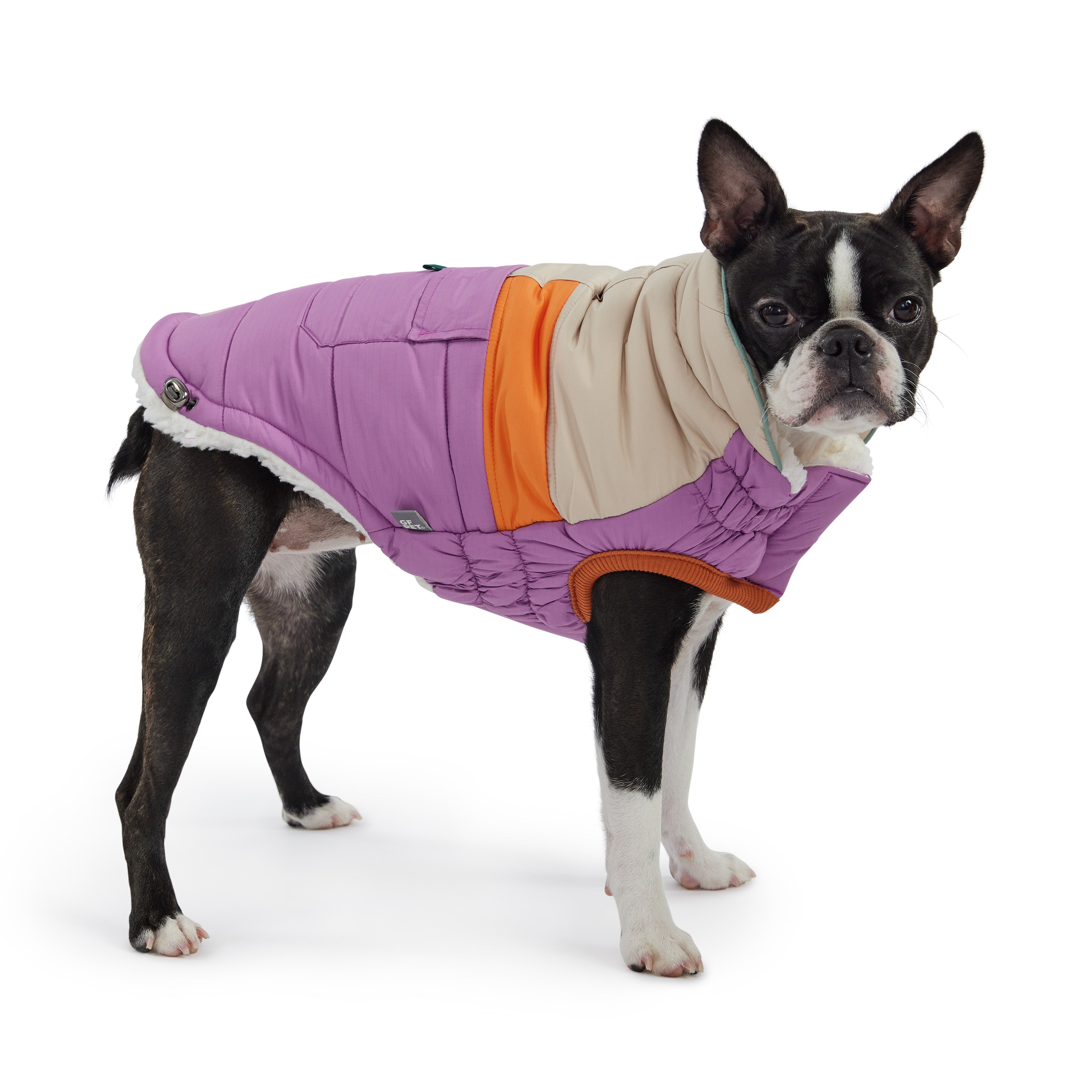 Dog wearing a colorful coat on a white background