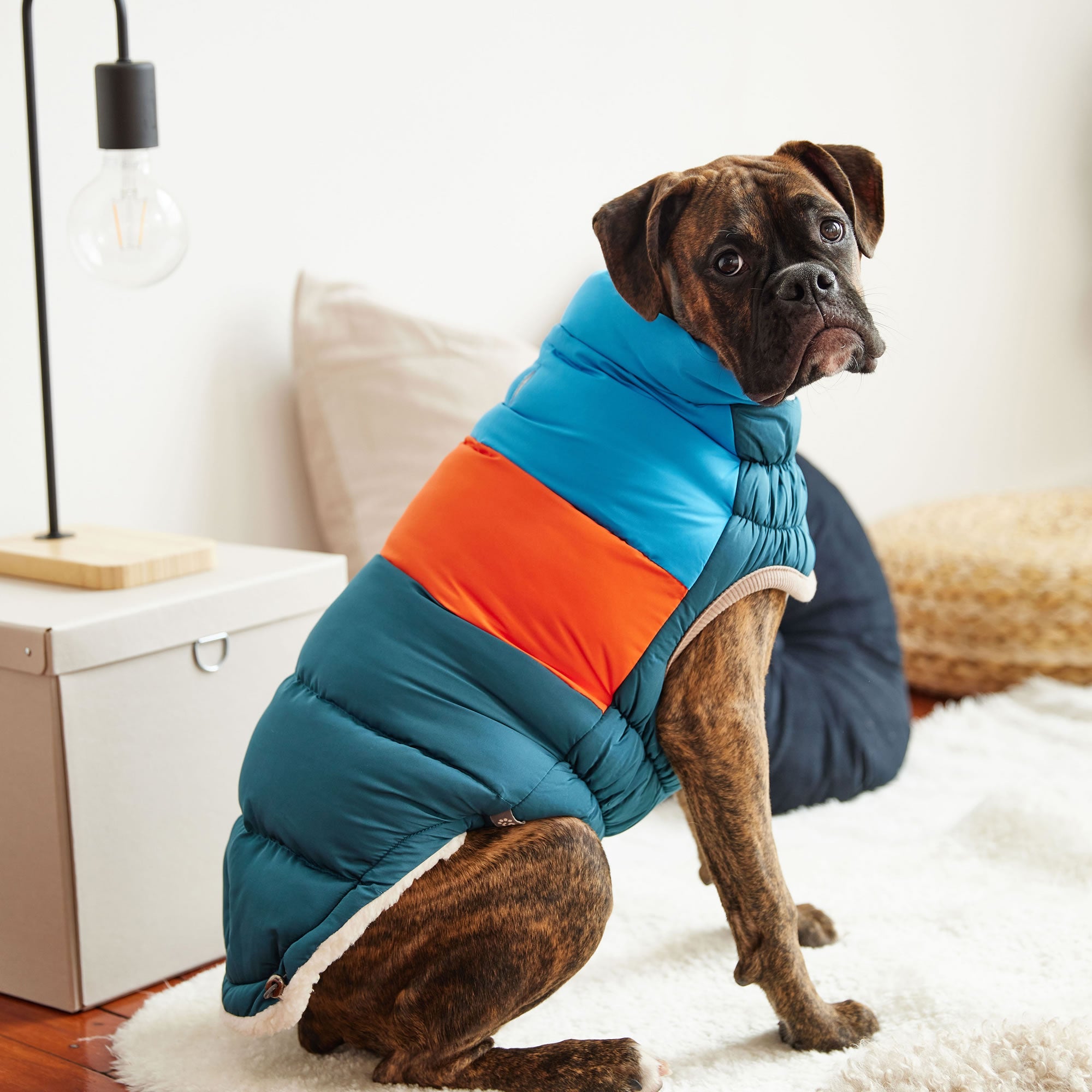 Dog wearing a colorful puffer vest sitting on a couch.